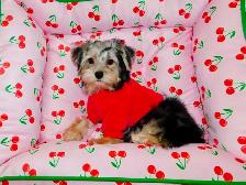 Chiots Morkie castrer(514-998-7902 - Photo 10