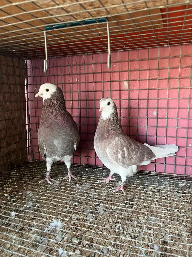 pigeons for sale