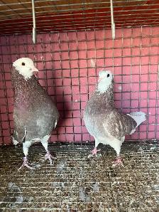 pigeons for sale - Photo 2