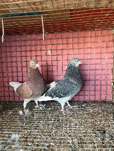 pigeons for sale - Photo 3