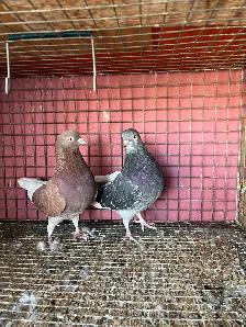 pigeons for sale - Photo 4