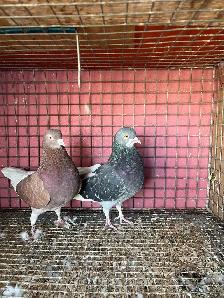 pigeons for sale - Photo 5