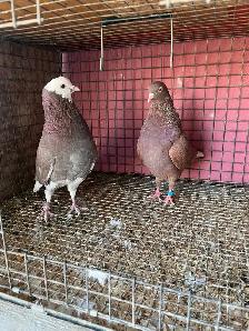 pigeons for sale - Photo 6