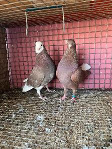 pigeons for sale - Photo 7