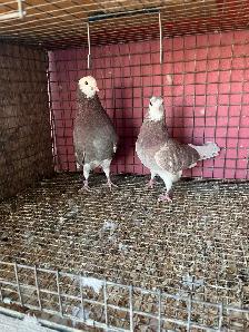pigeons for sale - Photo 8