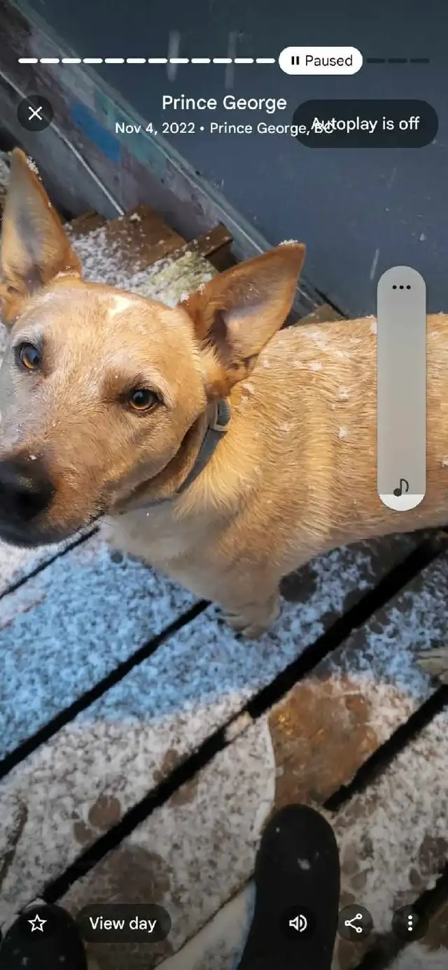 looking for a puppy