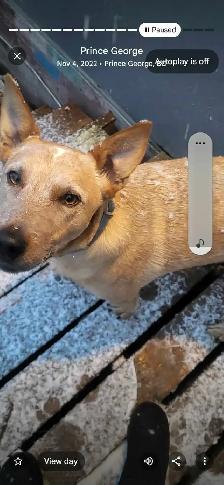 looking for a puppy