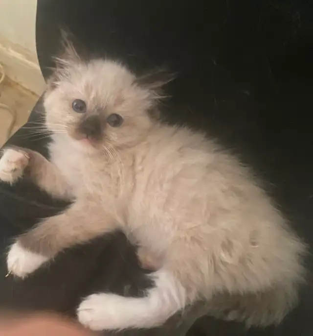 GORGEOUS BABY WHITEMITTTED RAGDOLLS!!