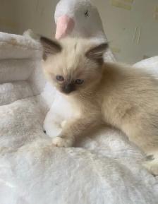 GORGEOUS BABY WHITEMITTTED RAGDOLLS!! - Photo 2