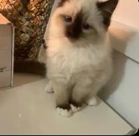 GORGEOUS BABY WHITEMITTTED RAGDOLLS!! - Photo 9