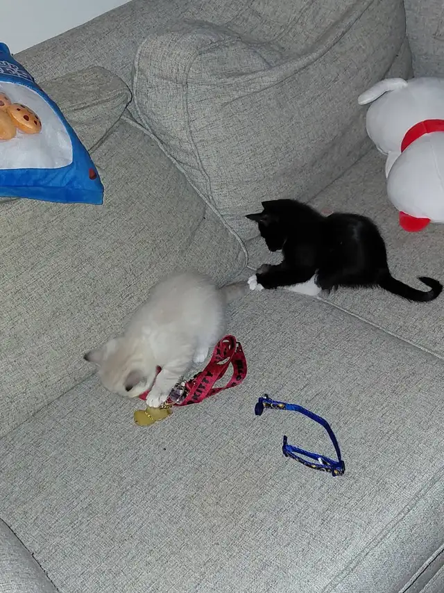 7 little kitties