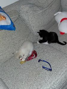 7 little kitties