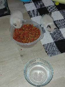 7 little kitties - Photo 2