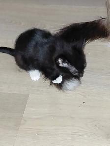7 little kitties - Photo 3