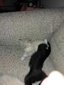 7 little kitties - Photo 4