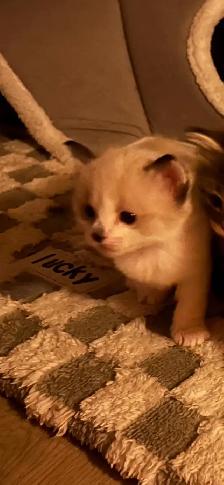 7 little kitties - Photo 6