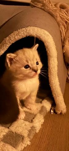 7 little kitties - Photo 7