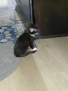 7 little kitties - Photo 8