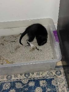 7 little kitties - Photo 9
