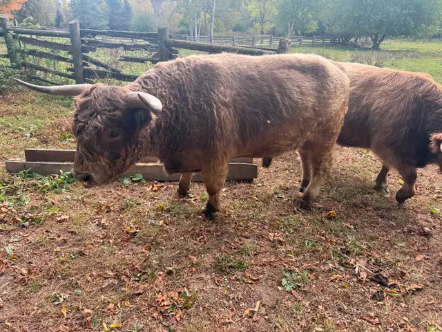 Highland Bull Cow