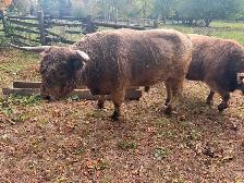 Highland Bull Cow