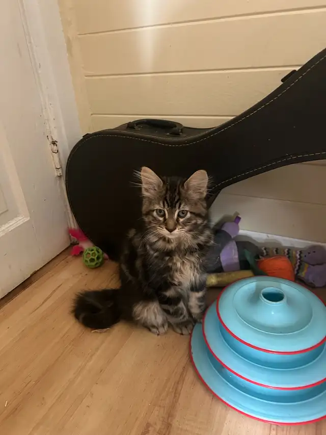 kittens Tabbies
