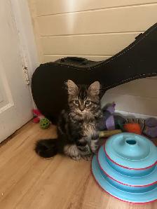 kittens Tabbies