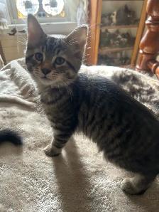 kittens Tabbies - Photo 2