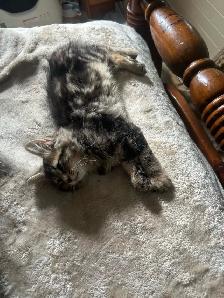 kittens Tabbies - Photo 3