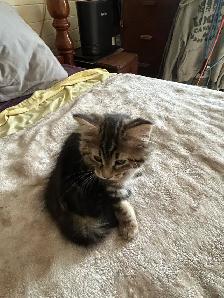 kittens Tabbies - Photo 4