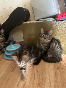 kittens Tabbies - Photo 5