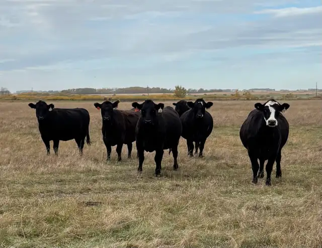 Simmental x Black Angus Cows
