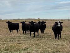 Simmental x Black Angus Cows