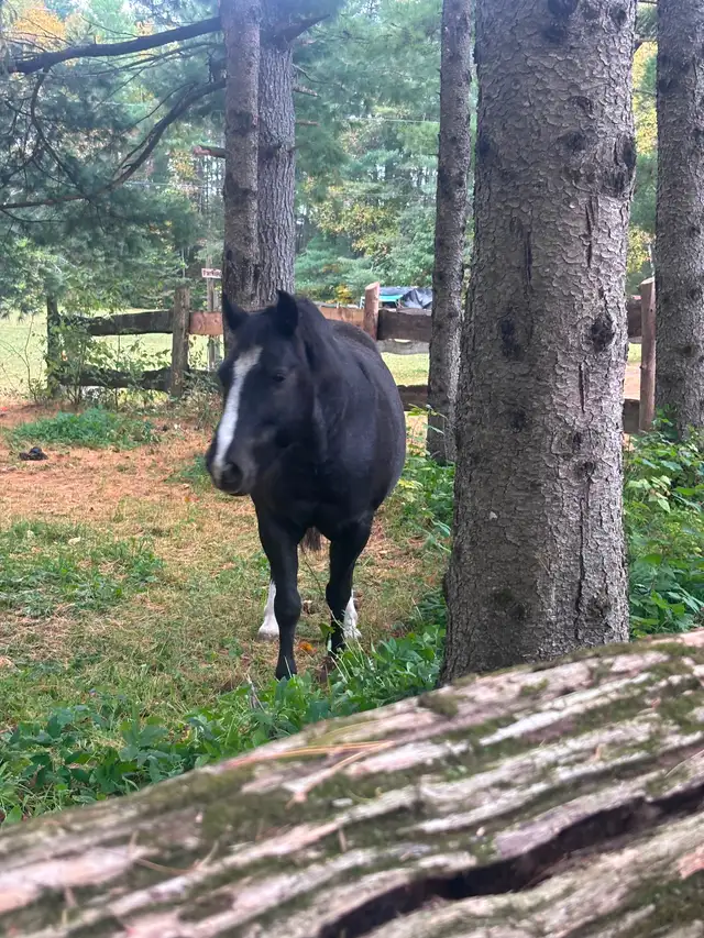 Pony to Rehome