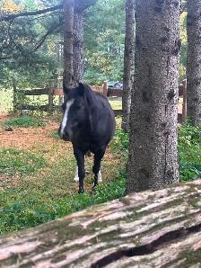 Pony to Rehome