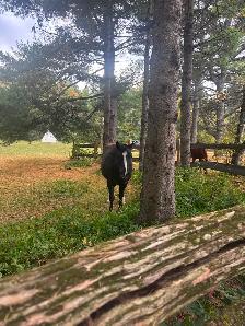 Pony to Rehome - Photo 2