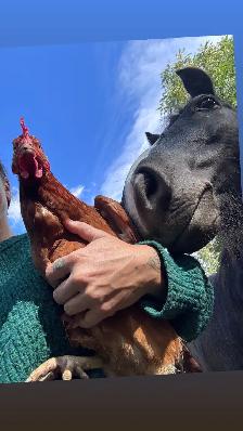 Pony to Rehome - Photo 3