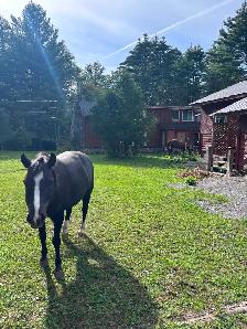 Pony to Rehome - Photo 4