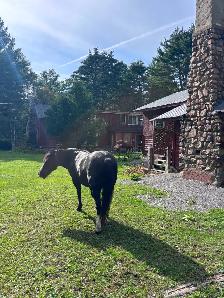 Pony to Rehome - Photo 5