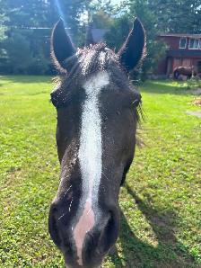 Pony to Rehome - Photo 6