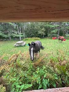 Pony to Rehome - Photo 7