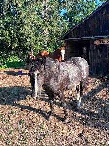 Pony to Rehome - Photo 8