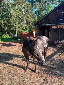 Pony to Rehome - Photo 9