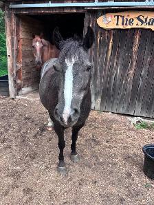 Pony to Rehome - Photo 10