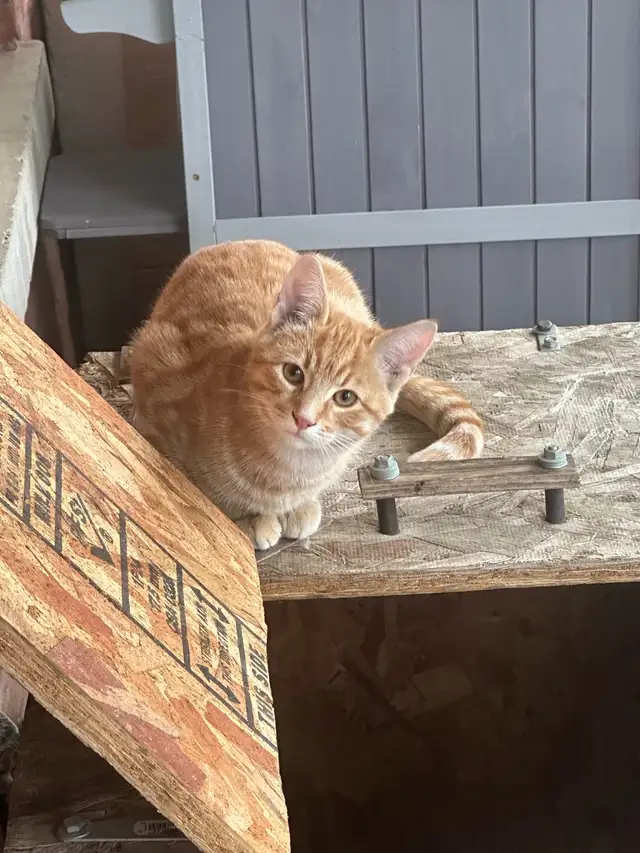 4 month old Male cat