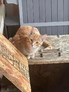 4 month old Male cat