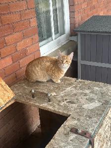 4 month old Male cat - Photo 2