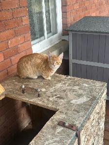 4 month old Male cat - Photo 3