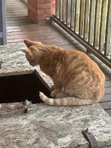 4 month old Male cat - Photo 4