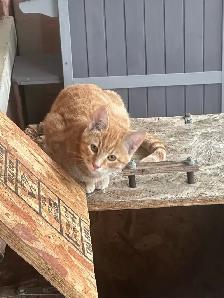 4 month old Male cat - Photo 5